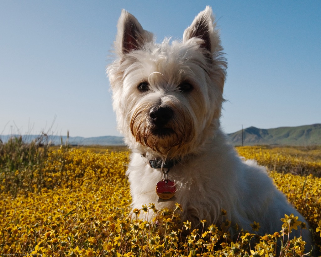 Mackenzie in Carrizo Plain Wildflowers jigsaw puzzle in Animals puzzles on TheJigsawPuzzles.com