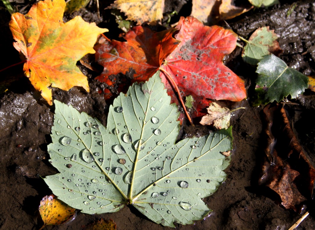 Autumn Leaves jigsaw puzzle in Macro puzzles on TheJigsawPuzzles.com