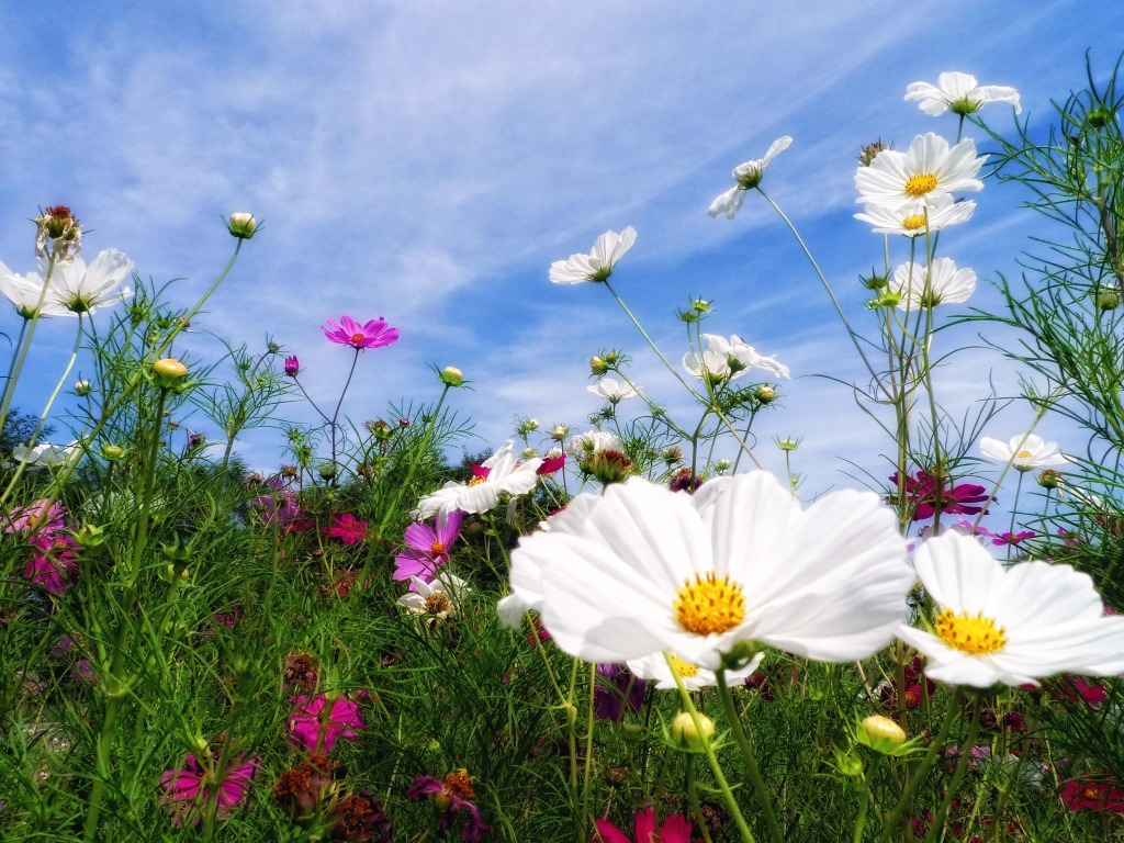 Field of Summer Flowers jigsaw puzzle in Flowers puzzles on TheJigsawPuzzles.com