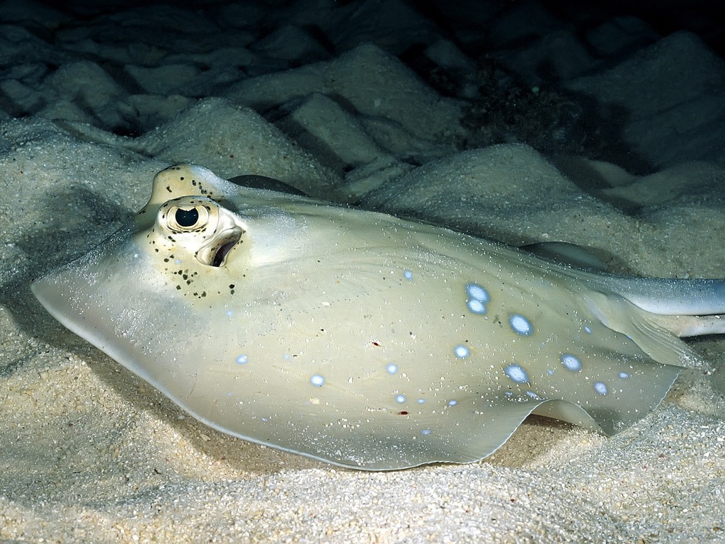 Blue-spotted Stingray jigsaw puzzle in Under the Sea puzzles on TheJigsawPuzzles.com