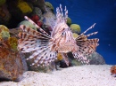 Lionfish in the Boston Aquarium