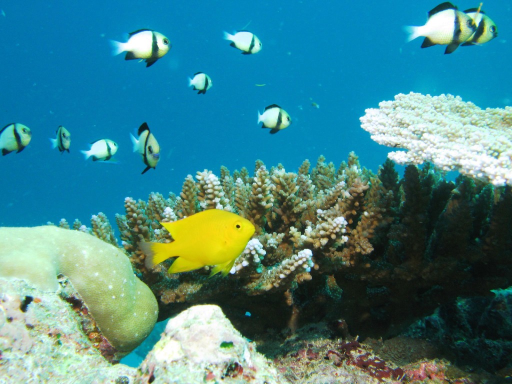 Diving near Similan Islands, Thailand jigsaw puzzle in Under the Sea puzzles on TheJigsawPuzzles.com