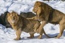 Radja Playing with His Son