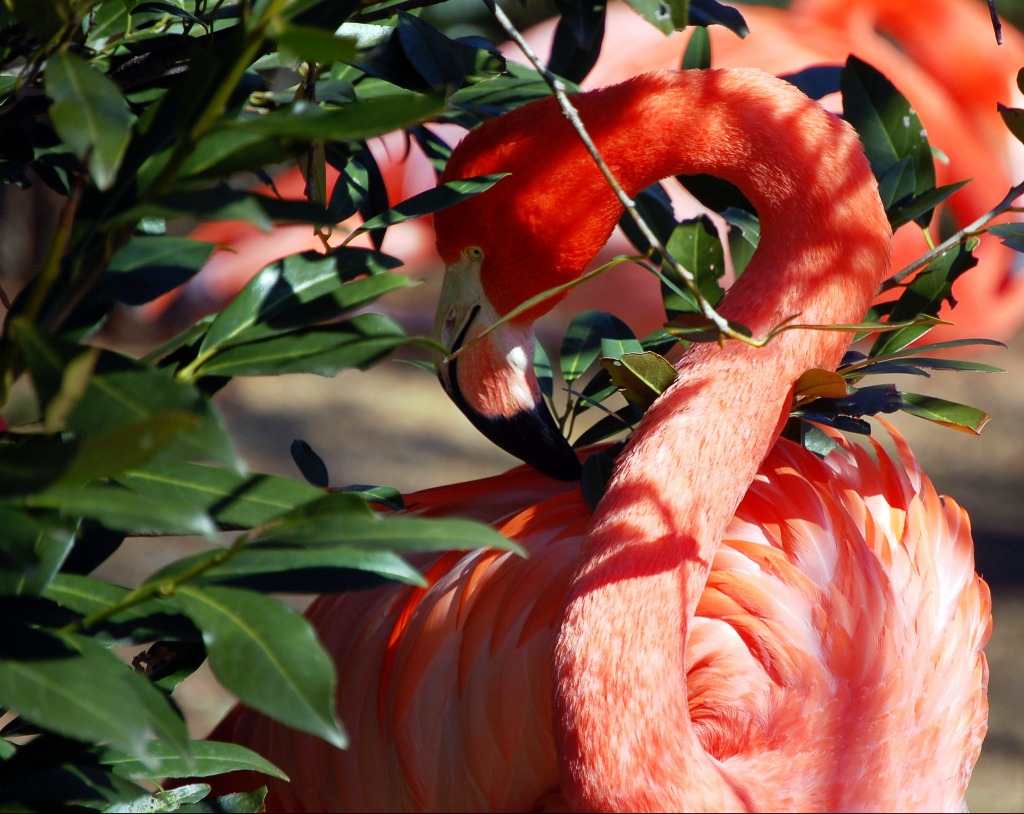 Camera Shy Flamingo jigsaw puzzle in Animals puzzles on TheJigsawPuzzles.com