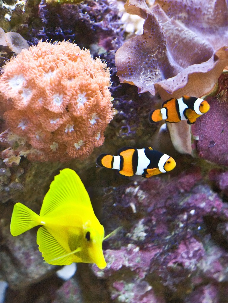 Yellow Tang & Clown Fish jigsaw puzzle in Under the Sea puzzles on TheJigsawPuzzles.com