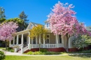 Dogwoods, Ukiah, CA