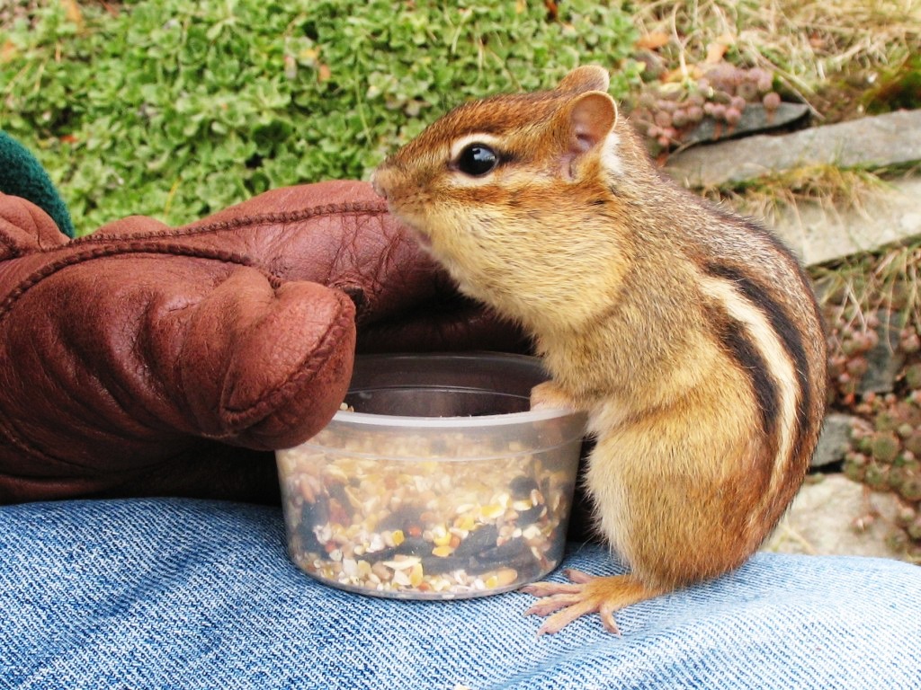 Eastern Chipmunk jigsaw puzzle in Macro puzzles on TheJigsawPuzzles.com