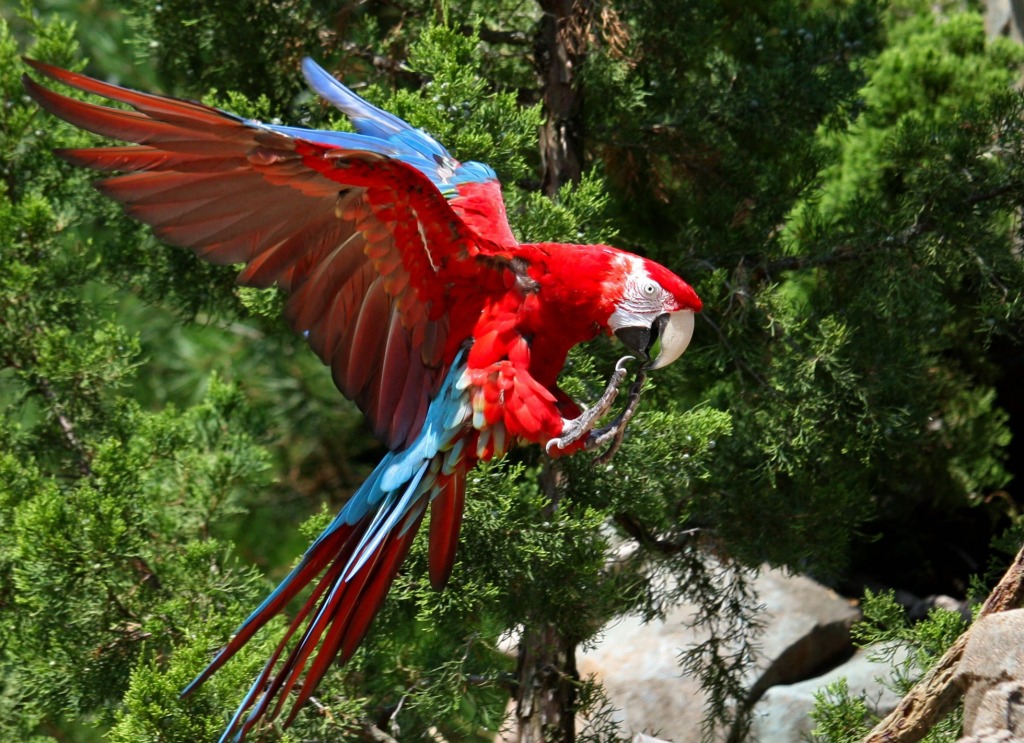 Macaw at the Cincinnati Zoo jigsaw puzzle in Animals puzzles on TheJigsawPuzzles.com