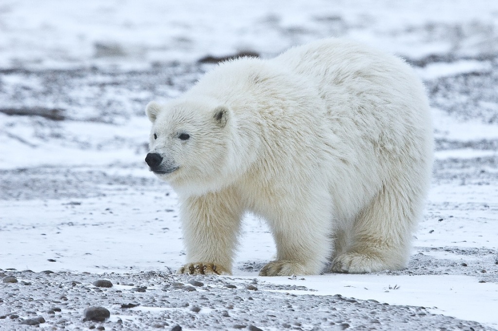 Polar Bear Cub jigsaw puzzle in Animals puzzles on TheJigsawPuzzles.com