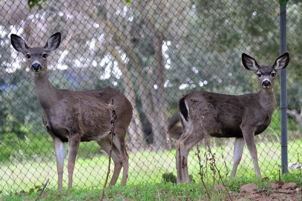 Deer in Santa Teresa County Park jigsaw puzzle in Animals puzzles on TheJigsawPuzzles.com