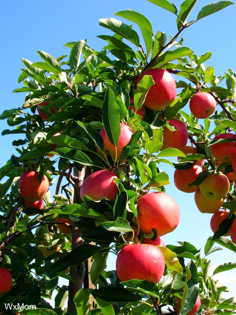 Apple Trees jigsaw puzzle in Fruits & Veggies puzzles on TheJigsawPuzzles.com
