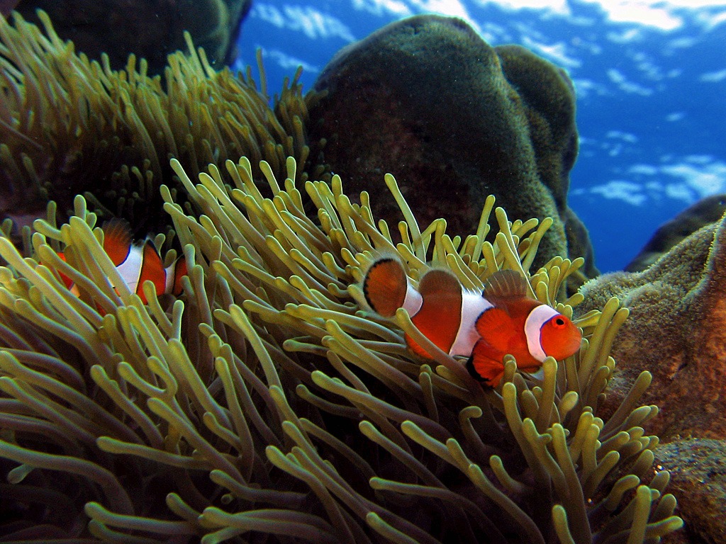 Clownfish jigsaw puzzle in Under the Sea puzzles on TheJigsawPuzzles.com