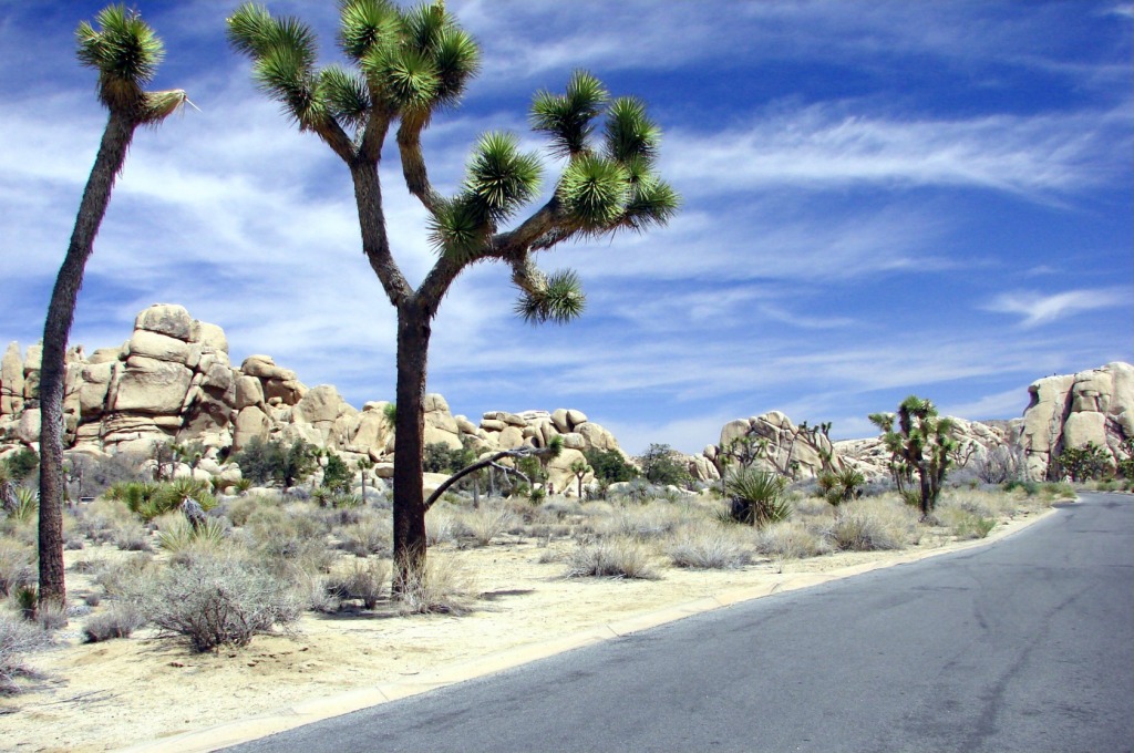 Joshua Tree National Park jigsaw puzzle in Great Sightings puzzles on TheJigsawPuzzles.com