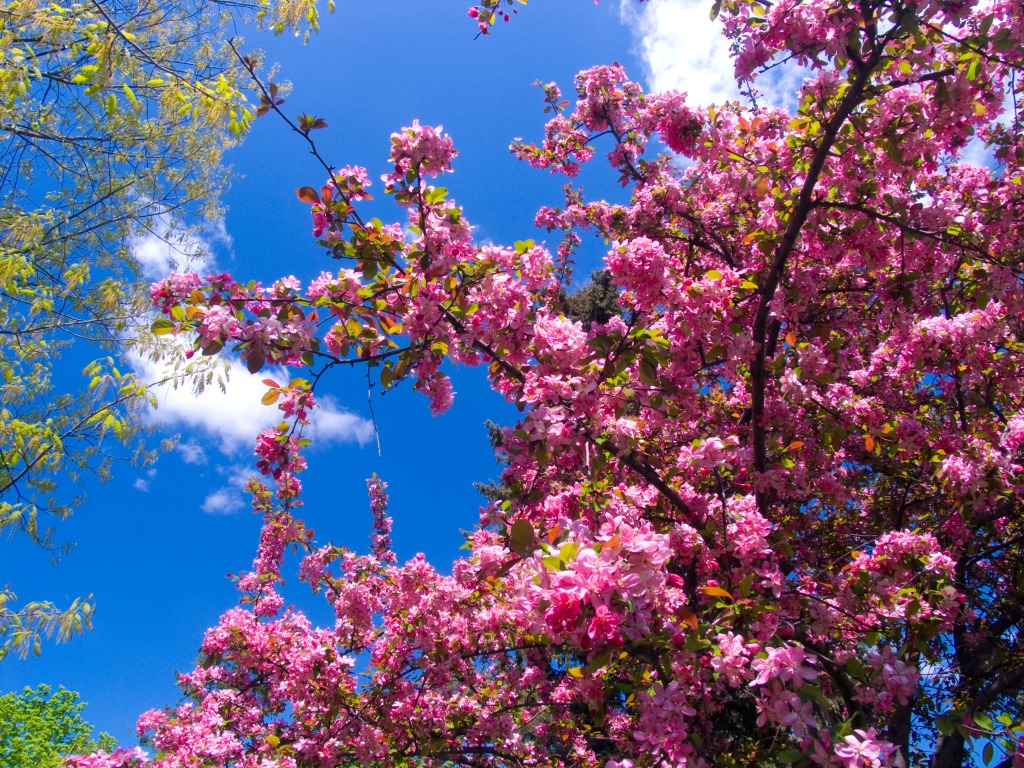 Flowering Fruit Tree jigsaw puzzle in Flowers puzzles on TheJigsawPuzzles.com