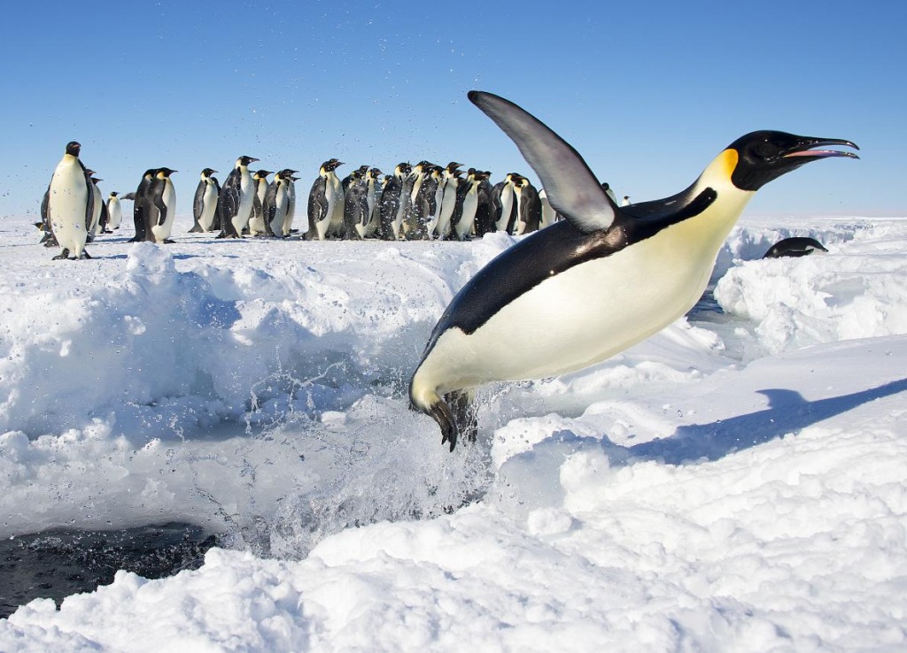 Antarctica jigsaw puzzle in Animals puzzles on TheJigsawPuzzles.com