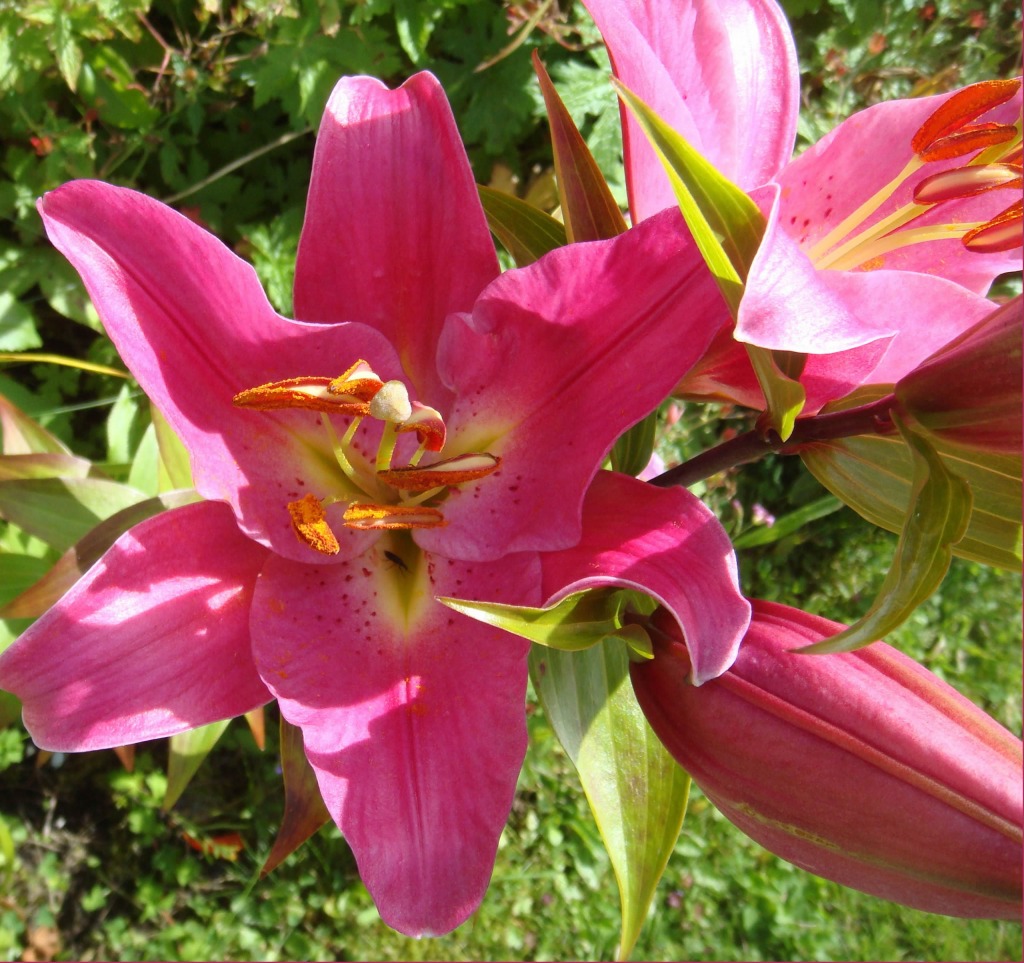 Summer Lilies jigsaw puzzle in Flowers puzzles on TheJigsawPuzzles.com