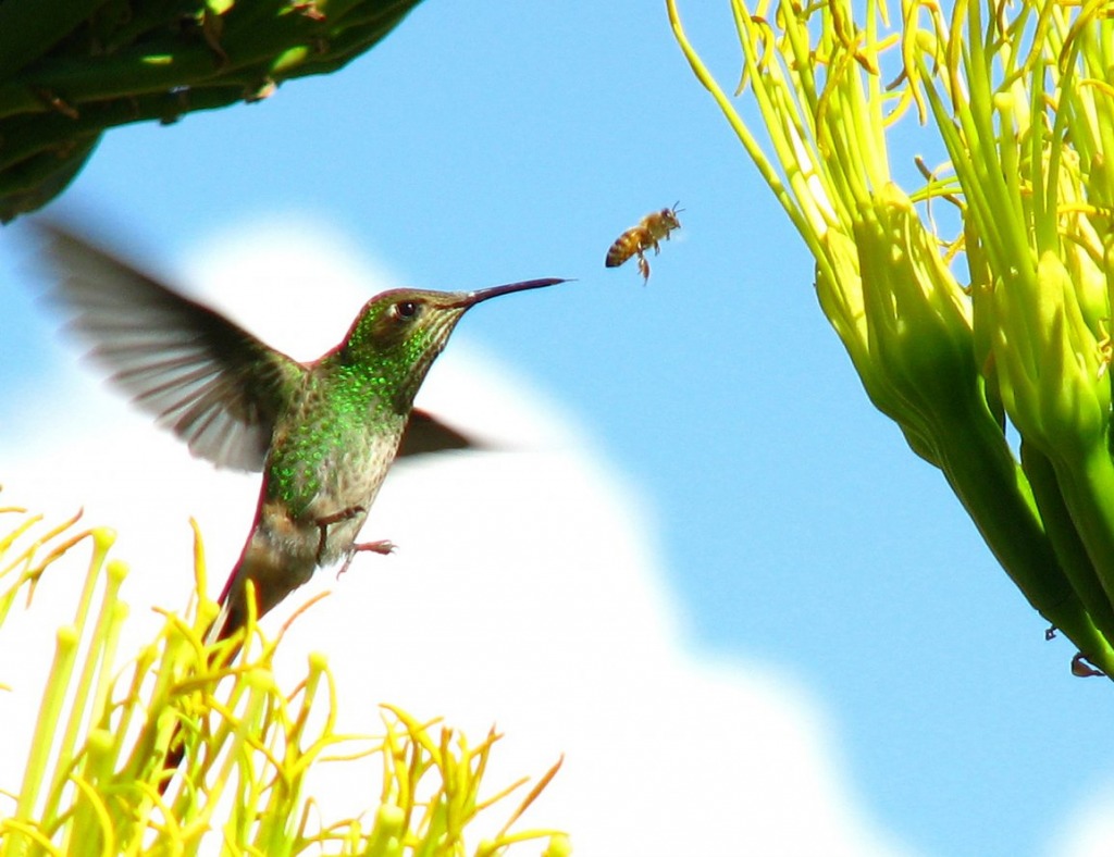 Hummingbird jigsaw puzzle in Macro puzzles on TheJigsawPuzzles.com