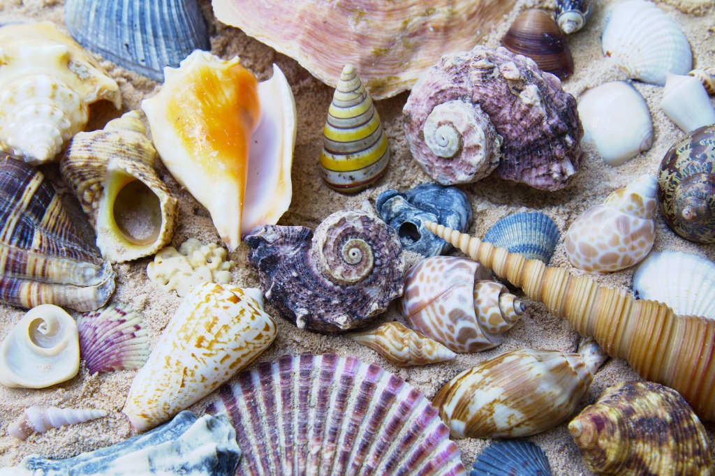 Sea Shells jigsaw puzzle in Puzzle of the Day puzzles on TheJigsawPuzzles.com