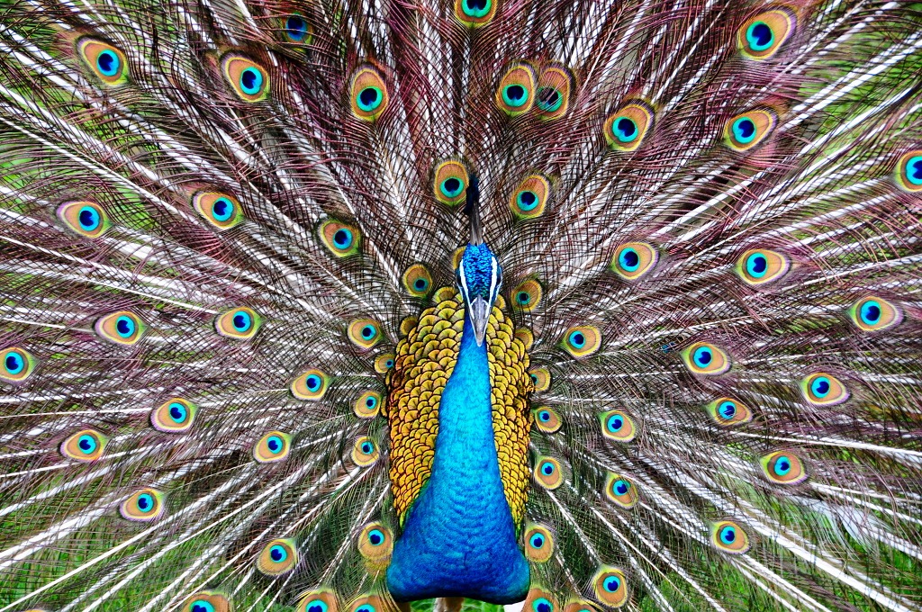 Peacock jigsaw puzzle in Puzzle of the Day puzzles on TheJigsawPuzzles.com