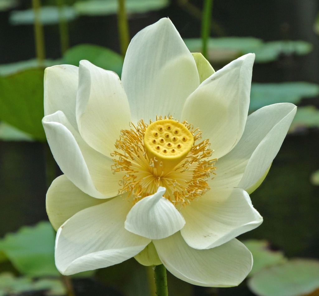 White Lotus Flower in Mauritius jigsaw puzzle in Flowers puzzles on TheJigsawPuzzles.com