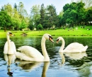 Swan Pond