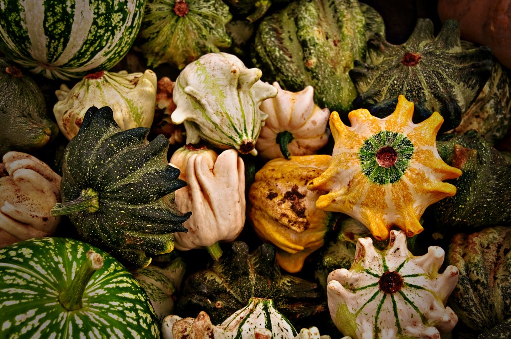 Gourds jigsaw puzzle in Fruits & Veggies puzzles on TheJigsawPuzzles.com