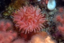 Anemone