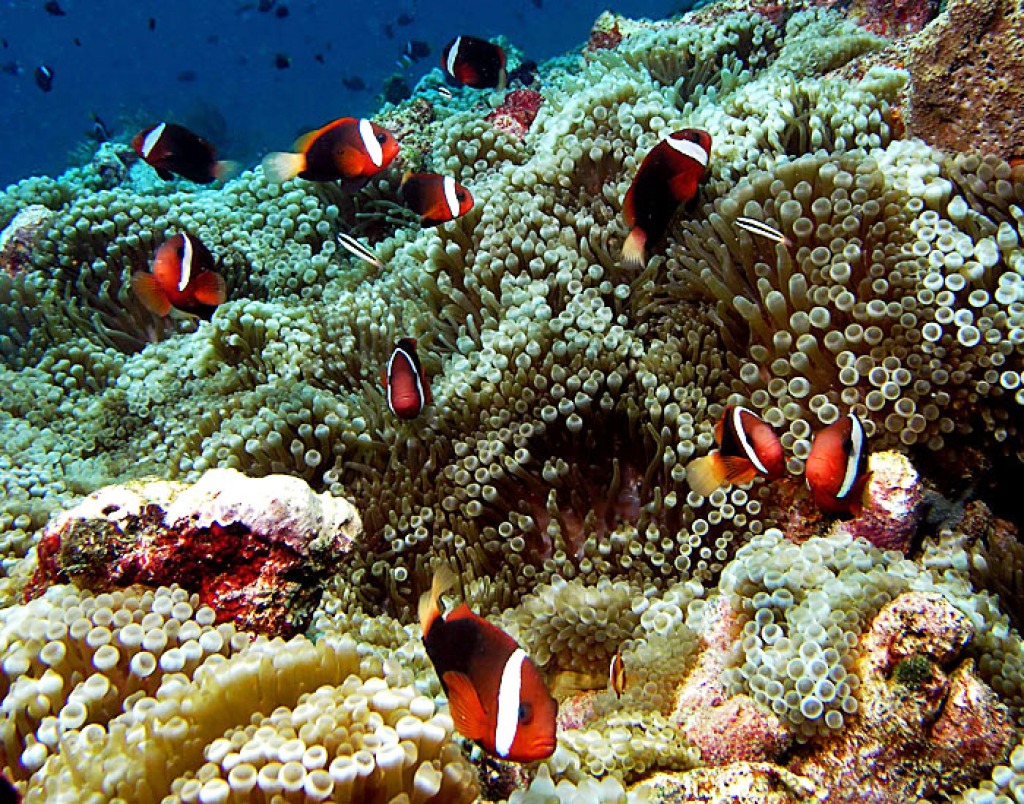 Anemonefish Colony jigsaw puzzle in Under the Sea puzzles on TheJigsawPuzzles.com