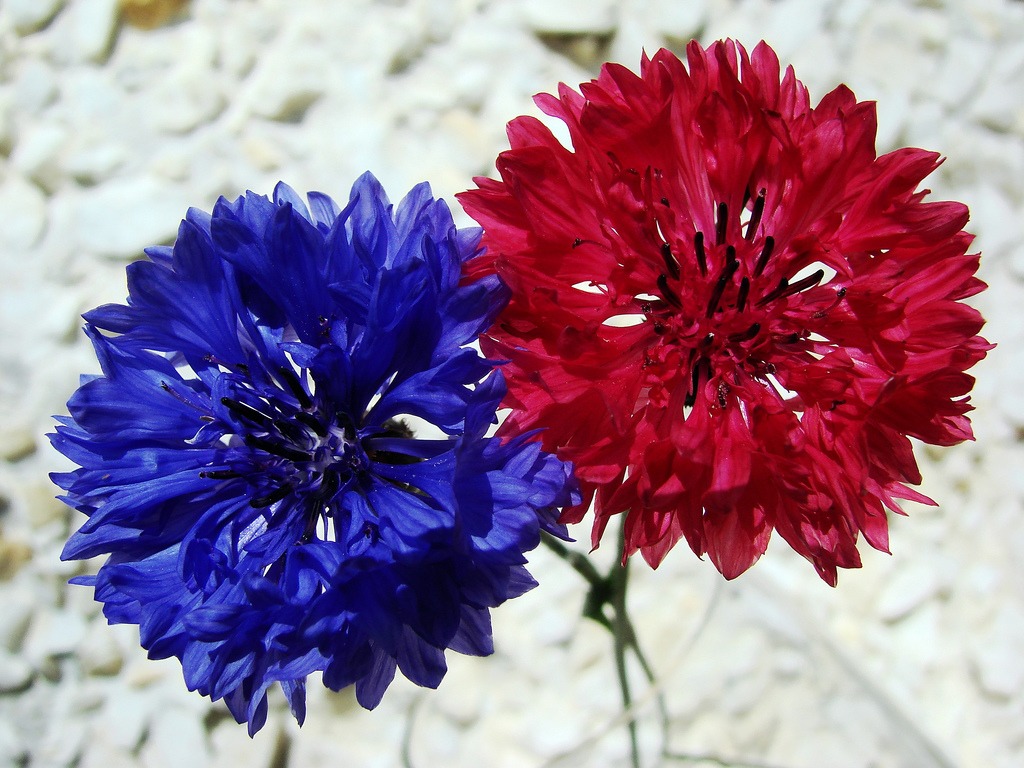 Cornflowers jigsaw puzzle in Flowers puzzles on TheJigsawPuzzles.com