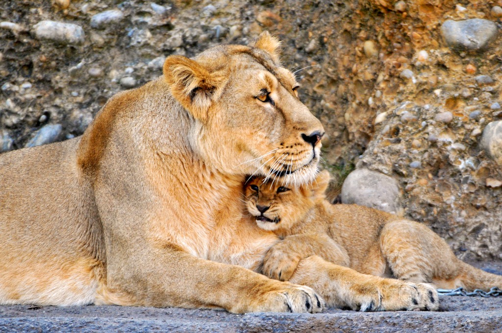 It Feels Good to Be with Mom jigsaw puzzle in Animals puzzles on TheJigsawPuzzles.com