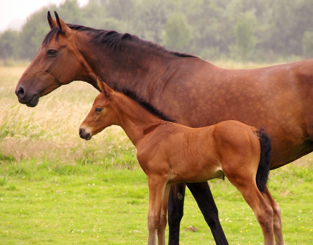 Horses jigsaw puzzle in Animals puzzles on TheJigsawPuzzles.com