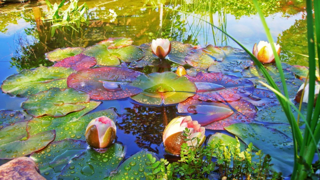 Colorful Lillypads in the Pond jigsaw puzzle in Puzzle of the Day puzzles on TheJigsawPuzzles.com