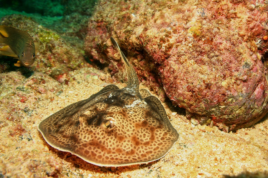 Round Stingray jigsaw puzzle in Under the Sea puzzles on TheJigsawPuzzles.com