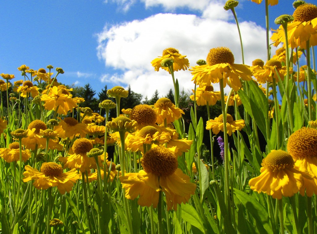 Helenium Autumnale jigsaw puzzle in Flowers puzzles on TheJigsawPuzzles.com