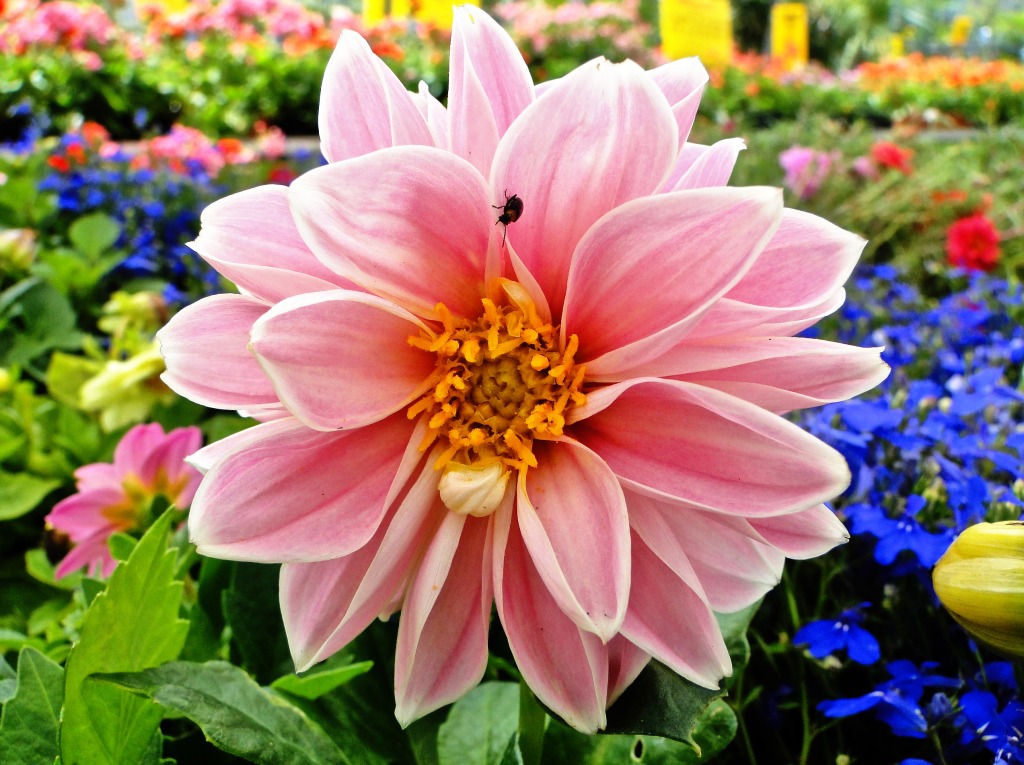 Dahlia jigsaw puzzle in Macro puzzles on TheJigsawPuzzles.com