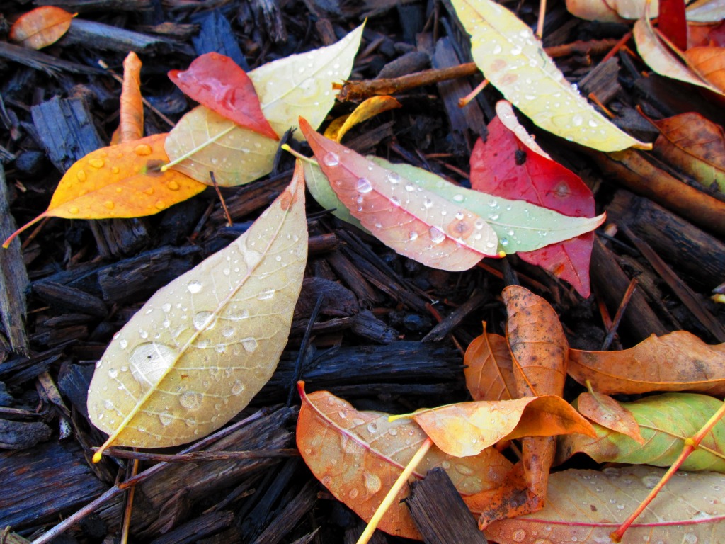 Fall Colours in Mayfield Heights, OH jigsaw puzzle in Macro puzzles on TheJigsawPuzzles.com