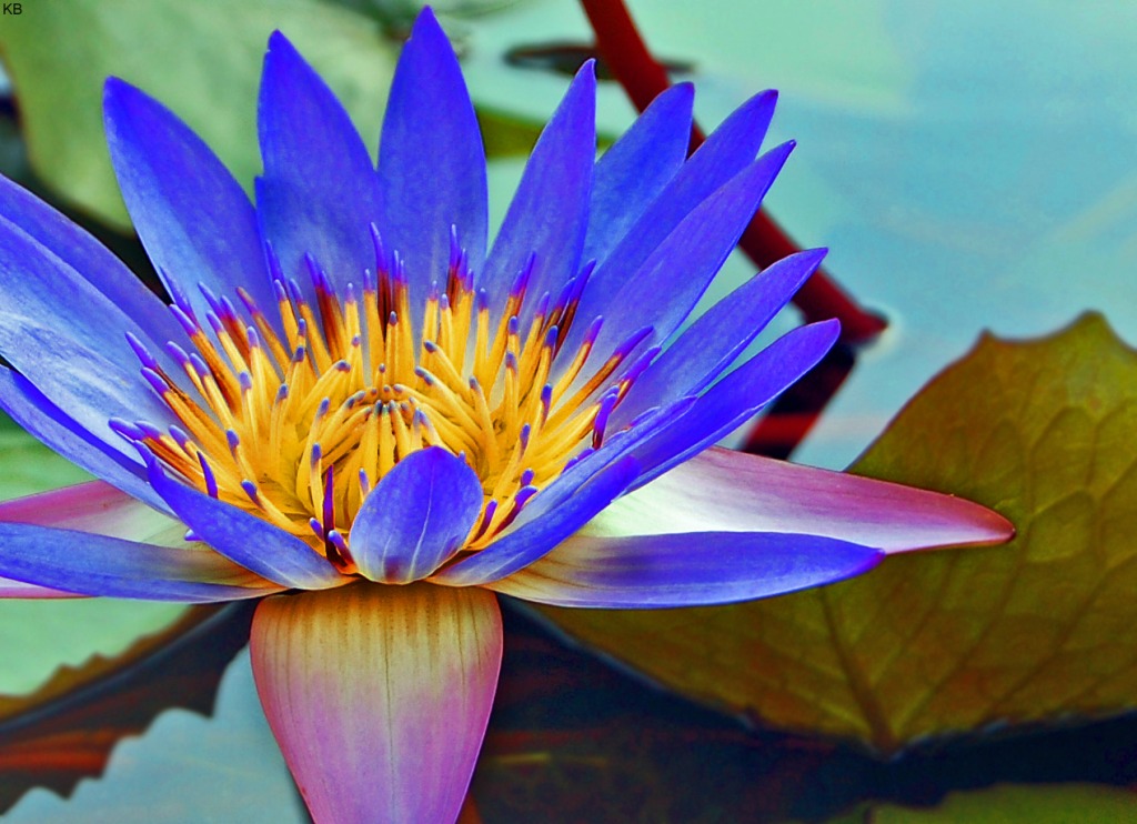 A Perfect Water Lily jigsaw puzzle in Flowers puzzles on TheJigsawPuzzles.com