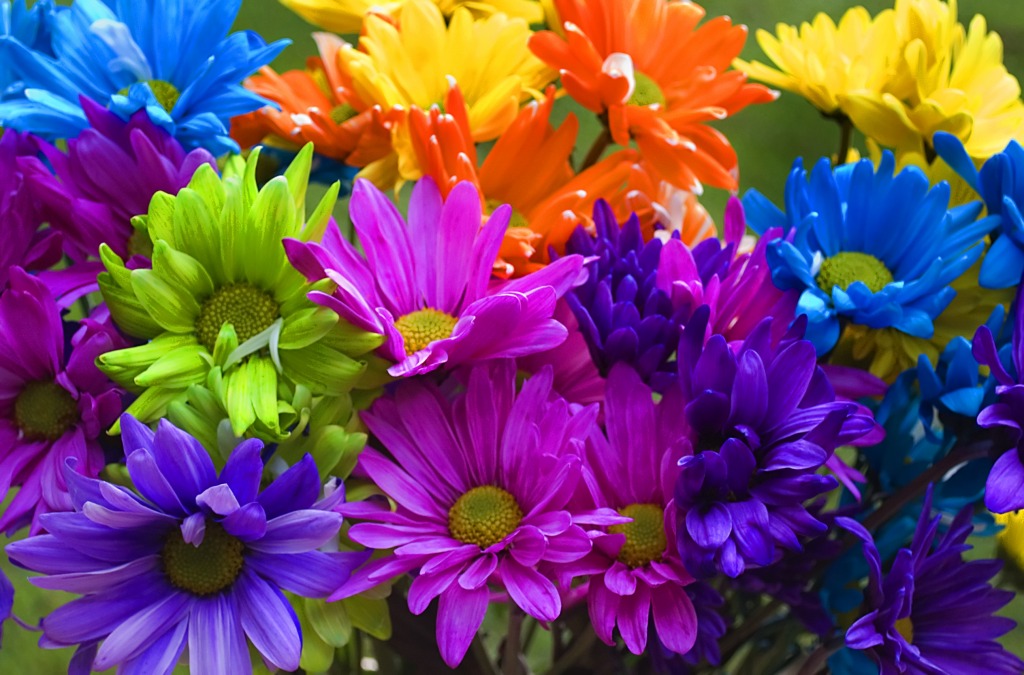 Rainbow Daisies jigsaw puzzle in Flowers puzzles on TheJigsawPuzzles.com