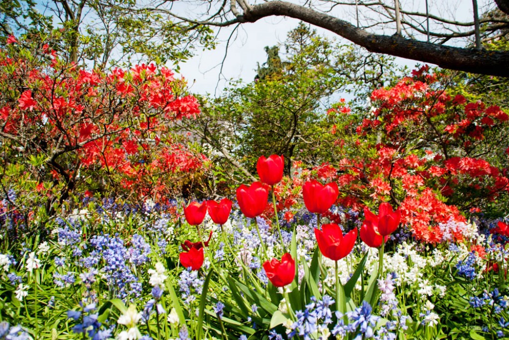 Christchurch Botanic Gardens, New Zealand jigsaw puzzle in Flowers puzzles on TheJigsawPuzzles.com