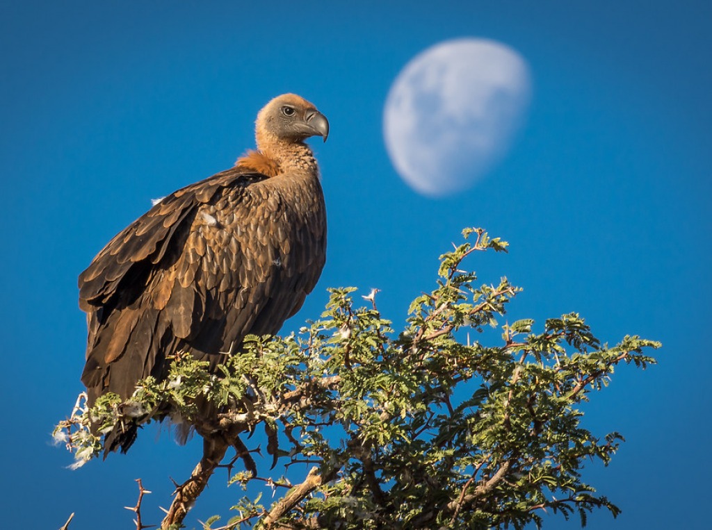 Kgalagadi Transfrontier Park, Africa jigsaw puzzle in Animals puzzles on TheJigsawPuzzles.com