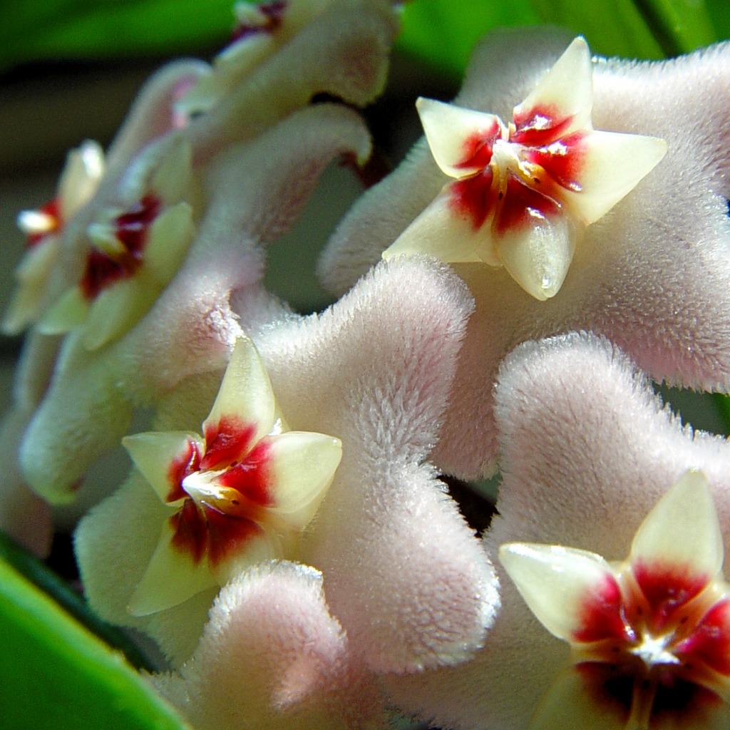 Hoya Plant Flowers jigsaw puzzle in Flowers puzzles on TheJigsawPuzzles.com