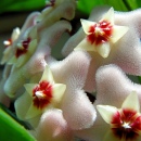 Hoya Plant Flowers