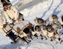 Ceremonial Dog Sled