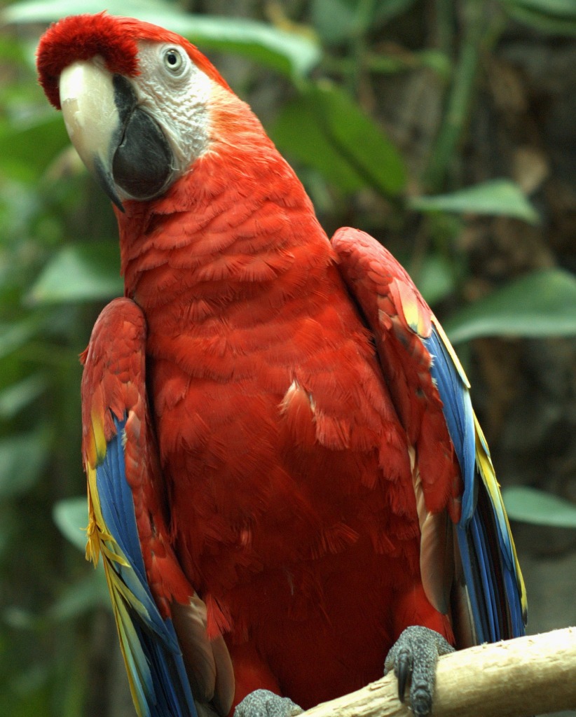 Scarlet macaw jigsaw puzzle in Puzzle of the Day puzzles on TheJigsawPuzzles.com