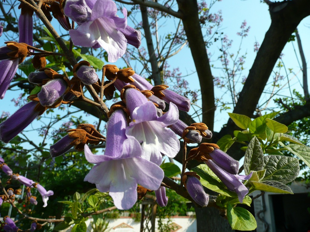 Jacaranda Flower jigsaw puzzle in Flowers puzzles on TheJigsawPuzzles.com