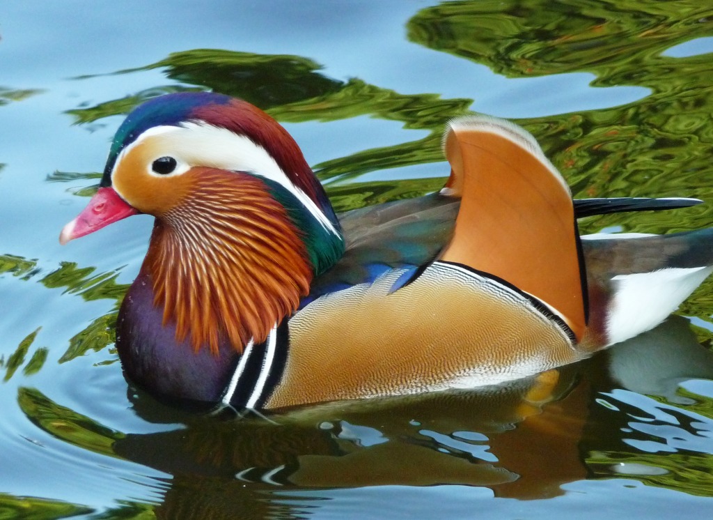 Mandarin Duck jigsaw puzzle in Animals puzzles on TheJigsawPuzzles.com