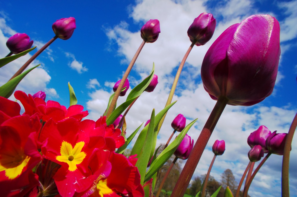 Tulips in the Sky jigsaw puzzle in Flowers puzzles on TheJigsawPuzzles.com