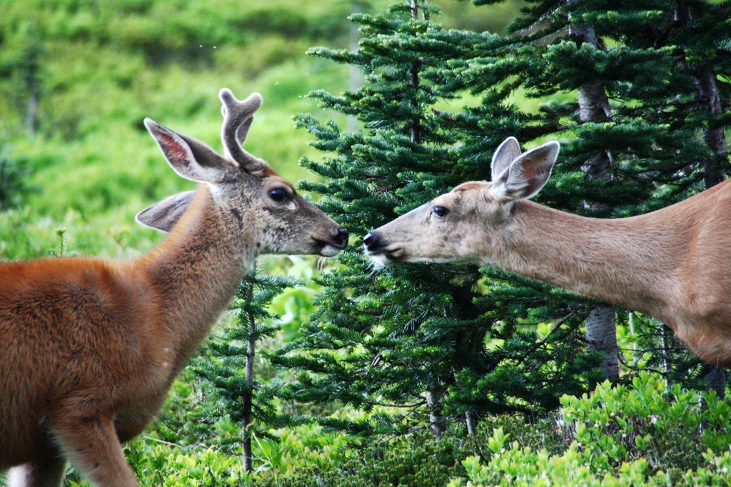 Deer at Paradise, Mt. Rainier jigsaw puzzle in Animals puzzles on TheJigsawPuzzles.com