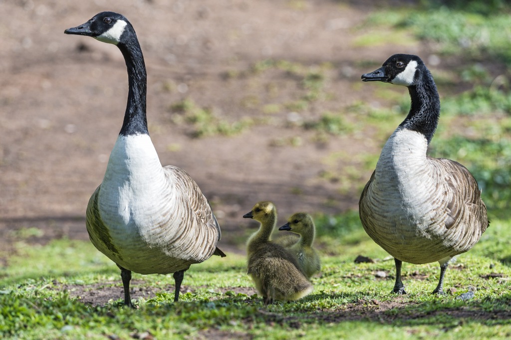 Two Geese with Young One jigsaw puzzle in Animals puzzles on TheJigsawPuzzles.com