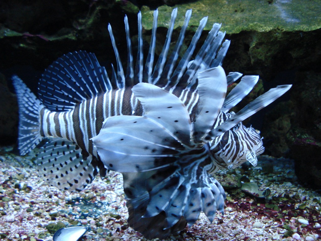 Lionfish in Zella-Mehlis Aquarium jigsaw puzzle in Under the Sea puzzles on TheJigsawPuzzles.com